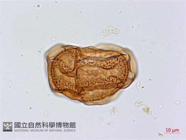 斜葉鐵角蕨藏品圖，第3張