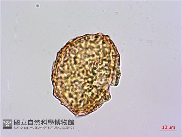 碗蕨藏品圖，第2張