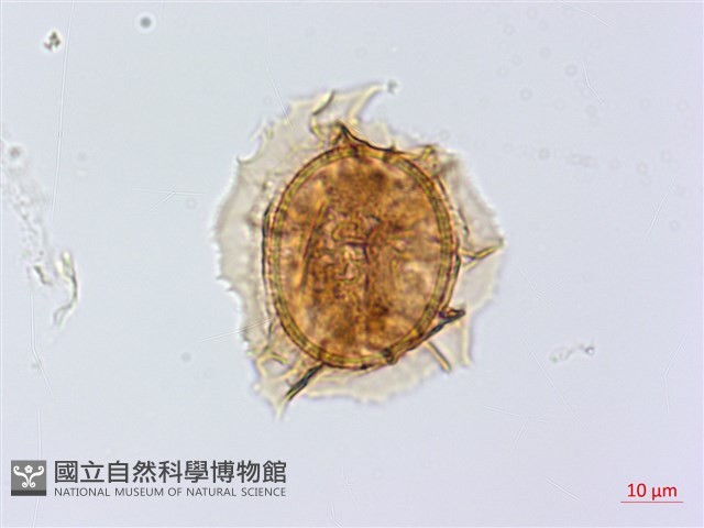 碧鳳鐵角蕨藏品圖，第2張