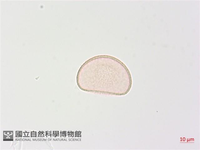 狹葉蹄蓋蕨藏品圖，第3張