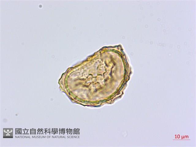 南洋山蘇花藏品圖，第2張
