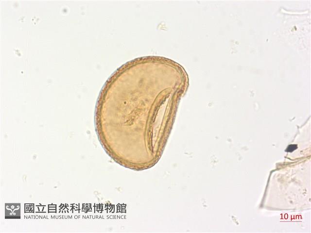 山蹄蓋蕨藏品圖，第3張