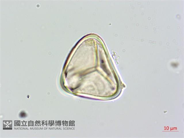 大羽桫欏藏品圖，第3張