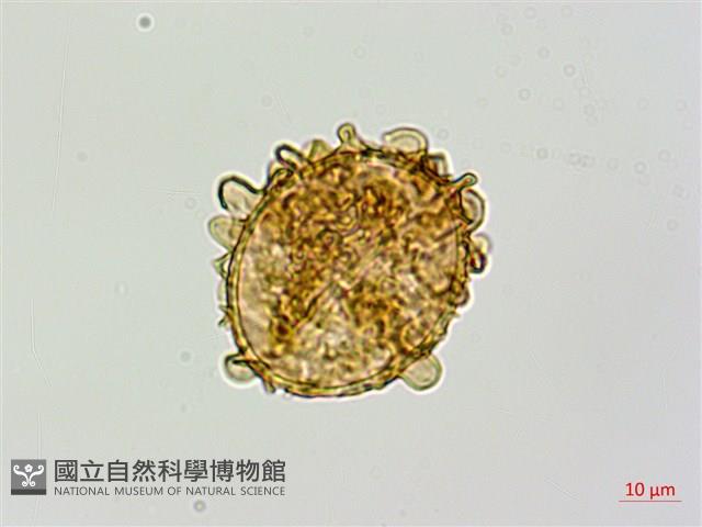 毛軸假蹄蓋蕨藏品圖，第3張