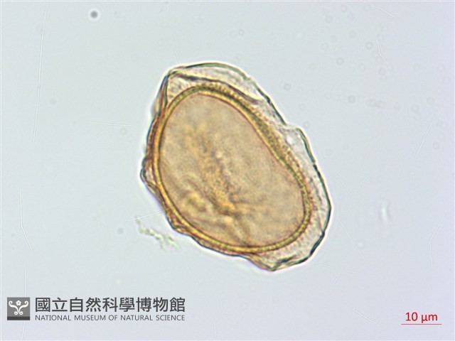 蘭嶼鐵角蕨藏品圖，第2張