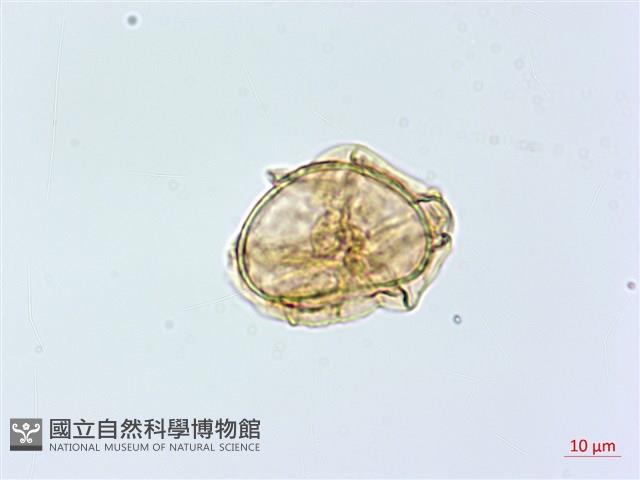 大葉貞蕨藏品圖，第2張