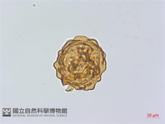 登錄號:P014099藏品圖，第2張