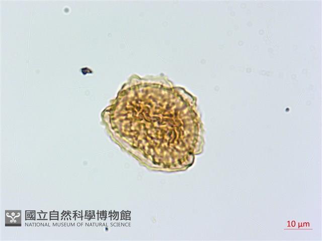 三翅鐵角蕨藏品圖，第3張