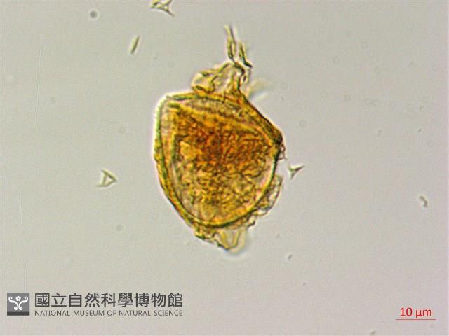 屏東三叉蕨藏品圖，第2張