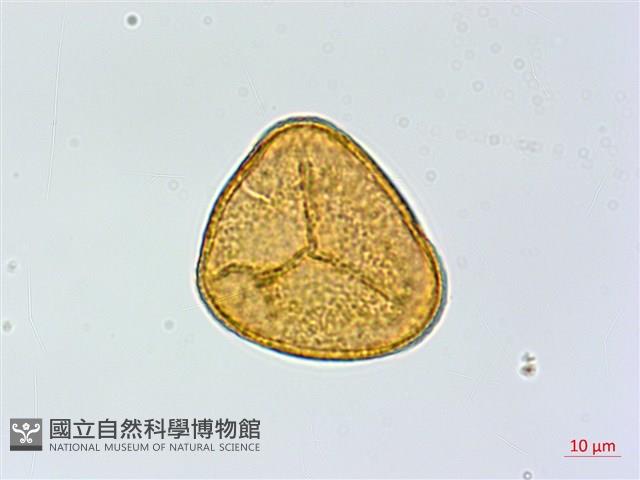 全緣鳳丫蕨藏品圖，第2張