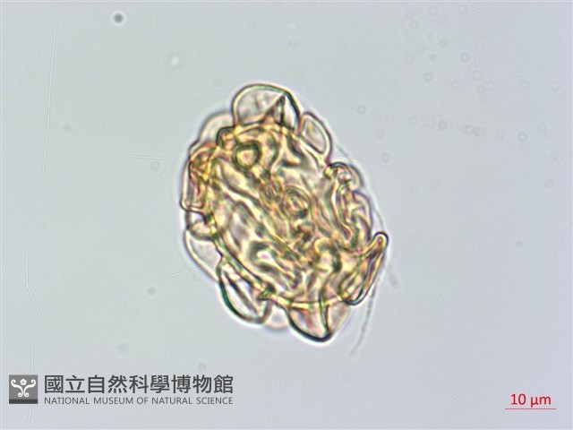 登錄號:P014939藏品圖，第3張
