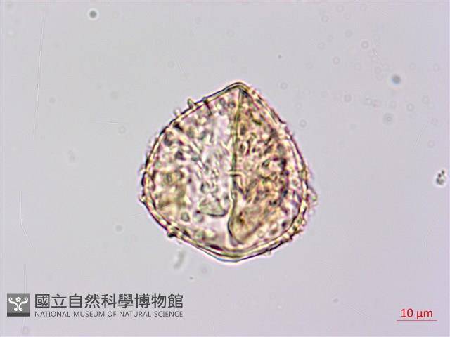 稀子蕨藏品圖，第3張