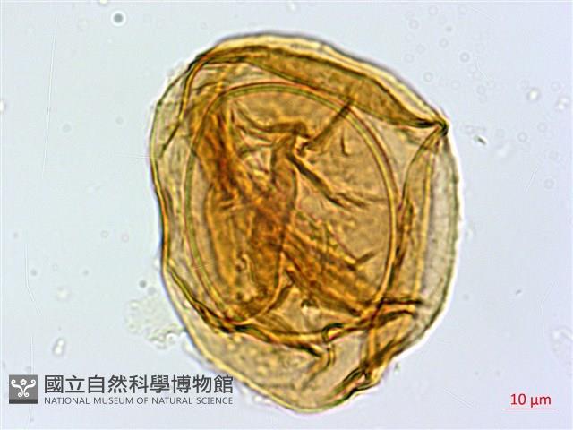 宿蹄蓋蕨藏品圖，第2張