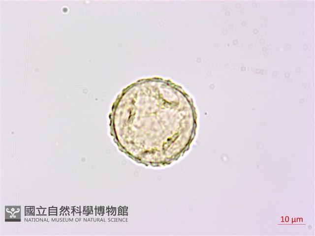 華東陰地蕨藏品圖，第2張