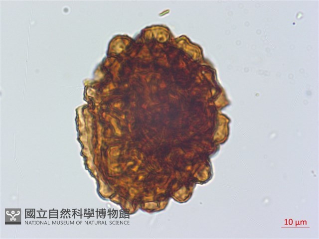 离脈柳葉蕨藏品圖，第3張