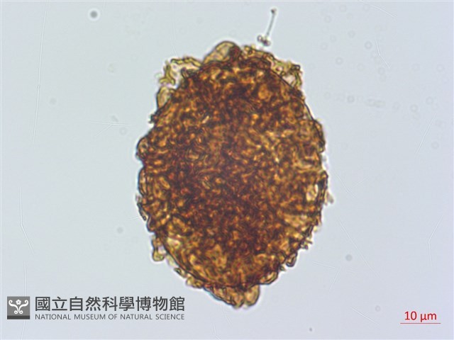 網脈耳蕨、柳葉蕨藏品圖，第2張