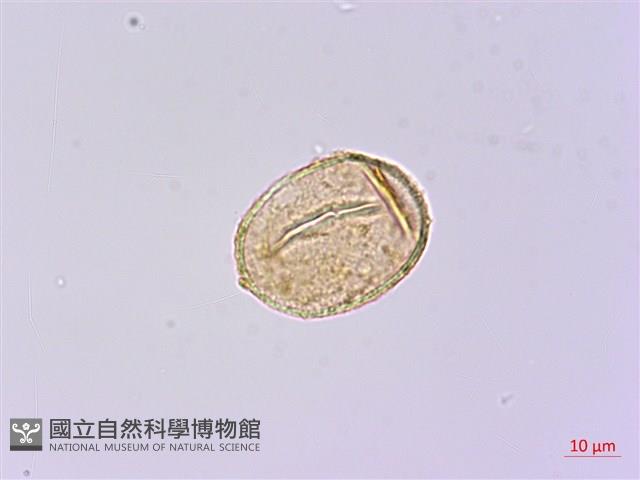 樸氏雙蓋蕨、毛柄蹄蓋蕨藏品圖，第2張