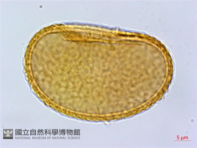 阿里山蹄蓋蕨藏品圖，第3張