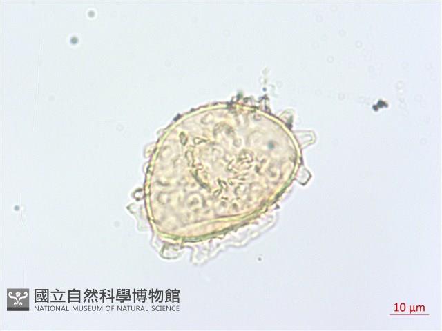 單葉雙蓋蕨藏品圖，第3張