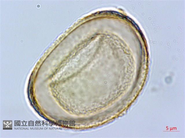 褐色短腸蕨藏品圖，第3張