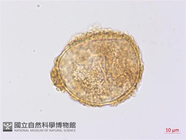 沙皮蕨藏品圖，第3張