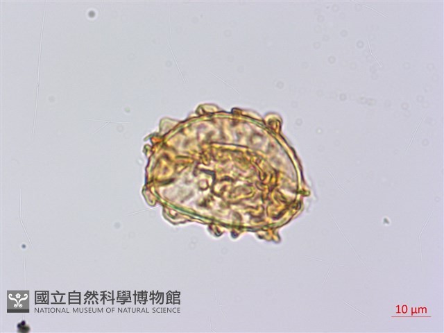 披針貫眾蕨藏品圖，第3張