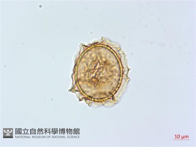 巢蕨藏品圖，第3張