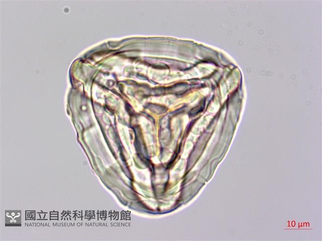 金狗毛蕨藏品圖，第2張