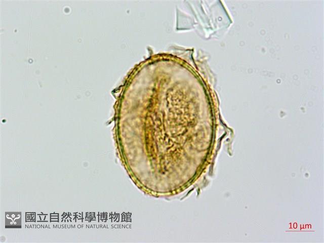 長果短腸蕨藏品圖，第3張