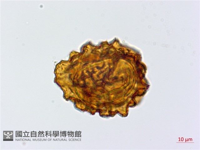 大片複葉耳蕨藏品圖，第3張