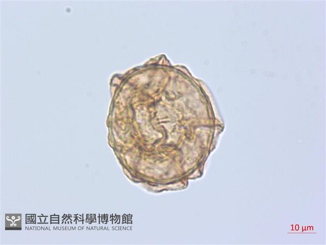 登錄號:P020028藏品圖，第2張