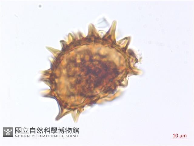 玉山擬鱗毛蕨藏品圖，第2張