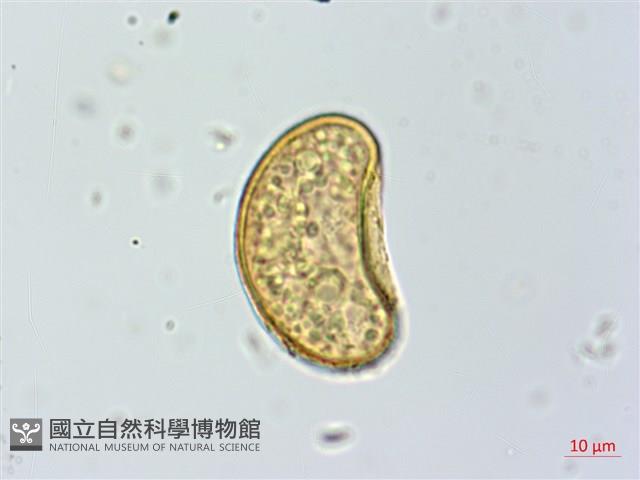 細葉蹄蓋蕨藏品圖，第2張