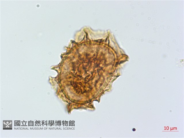 雲南鐵角蕨藏品圖，第3張