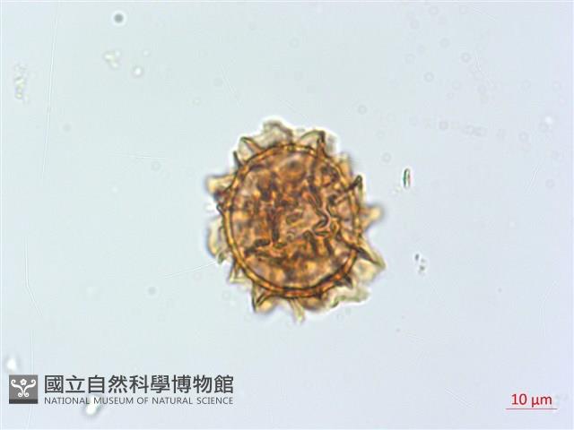 過山蕨藏品圖，第3張