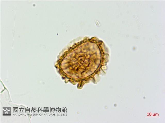 華北蹄蓋蕨藏品圖，第2張