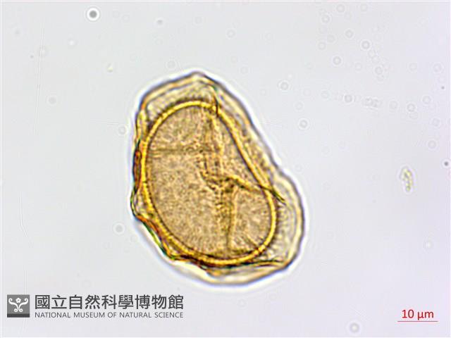 蘭嶼鐵角蕨藏品圖，第3張