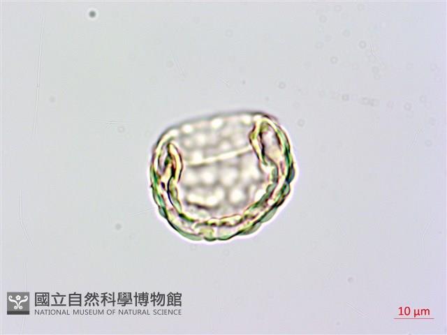 台灣小膜蓋蕨藏品圖，第2張