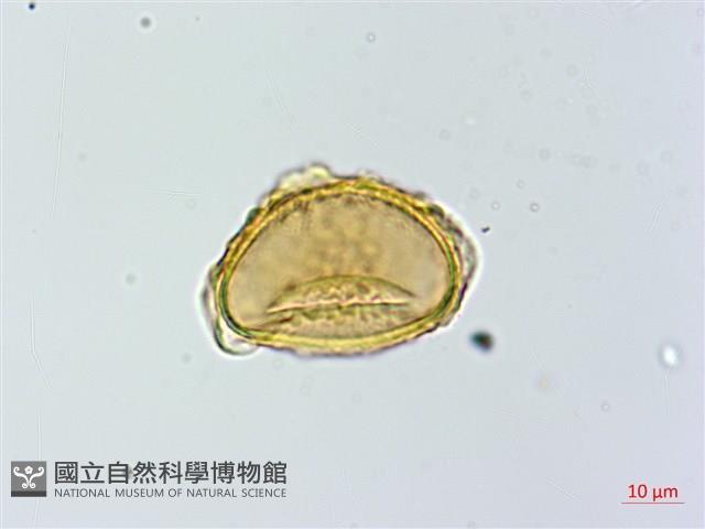 蓬萊蹄蓋蕨藏品圖，第3張