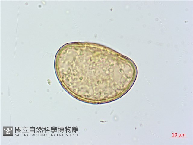 小葉蹄蓋蕨藏品圖，第2張