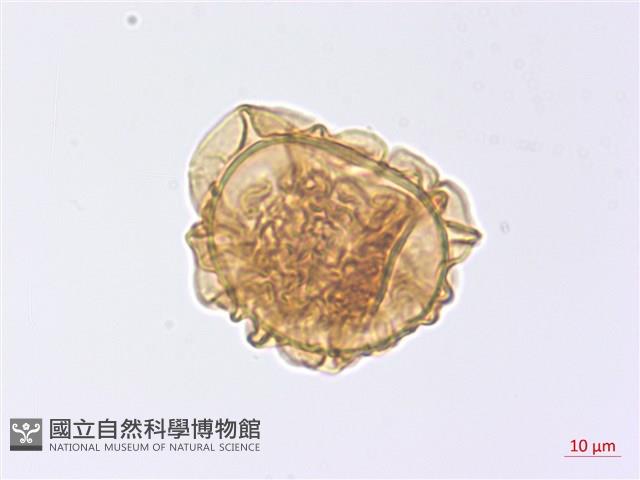 玉山擬鱗毛蕨藏品圖，第2張