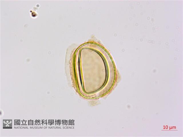 烏毛蕨藏品圖，第2張