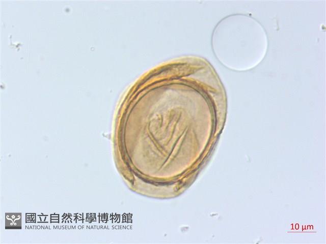 麥稈蹄蓋蕨藏品圖，第3張