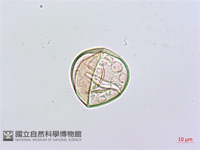 熱帶鱗蓋蕨藏品圖，第2張