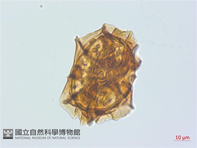 登錄號:P013948藏品圖，第2張