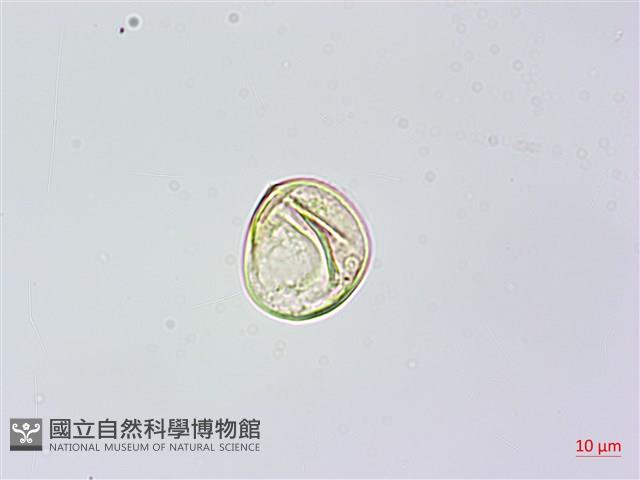 烏毛蕨藏品圖，第2張