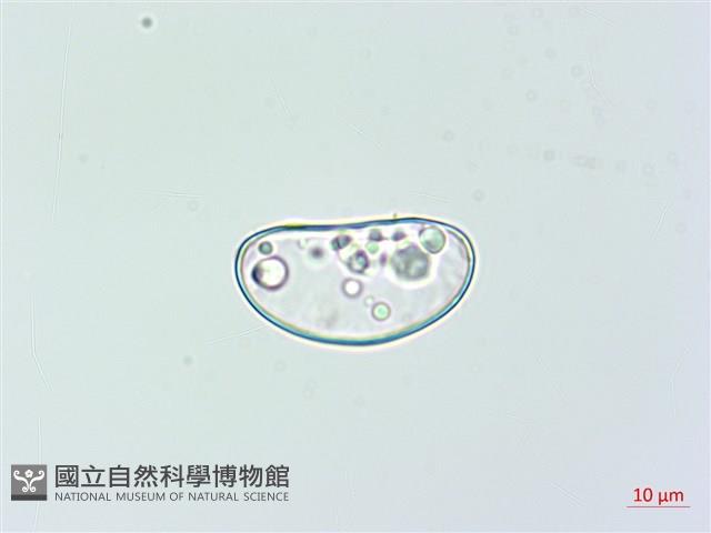 雙扇蕨藏品圖，第2張