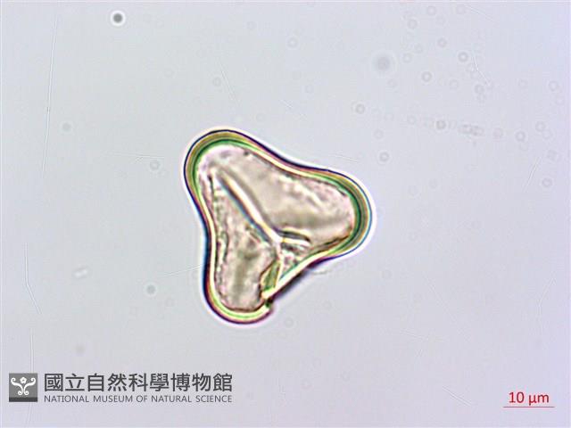 粗毛鱗蓋蕨藏品圖，第2張