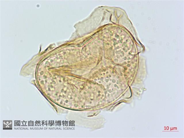 大葉雙蓋蕨、大羽雙蓋蕨藏品圖，第2張