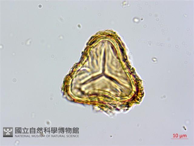 登錄號:P010023藏品圖，第3張